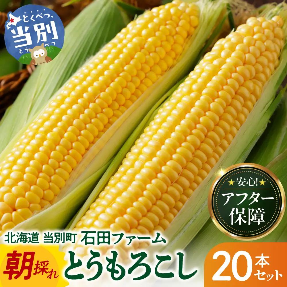 とうもろこし アフター保障付き 20本 北海道 当別町 とうもろこし