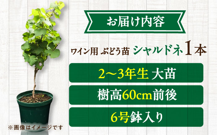 ワイン用 ブドウ苗(シャルドネ) 6号鉢入り 2～3年生 大苗 樹高60cm前後 苗 / 苗木 果樹 ぶどう ぶどう苗木 葡萄 ぶどうの木 庭木 植木 熊本県 菊陽町【Herb＆Rose】 [BHCQ