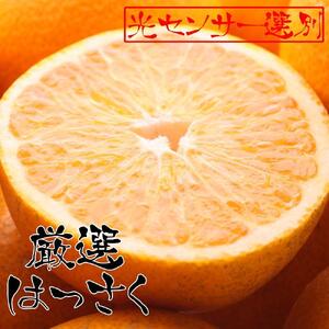 ＜1月より発送＞厳選 はっさく5.5kg+165g（傷み補償分）【八朔みかん・ハッサク】