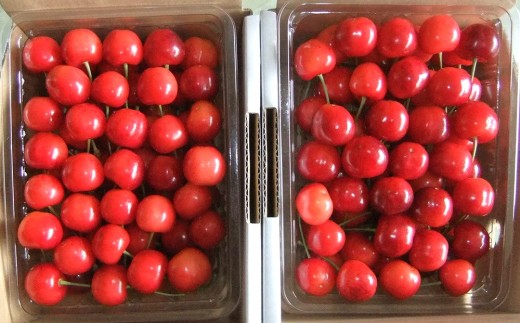 さくらんぼ（佐藤錦）５００ｇ×２パック　0112-2614