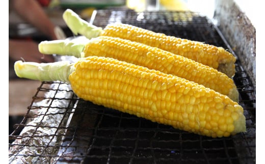 【品切れ御礼！】信濃町名産とうもろこし『TAKA農園の恵味