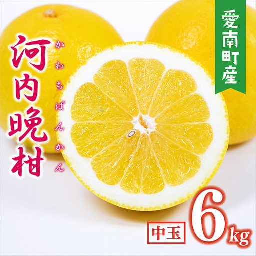 【先行予約】 数量限定  河内晩柑 樹齢 30年以上 中玉 6kg （ L ・ 2Lサイズ ） 8000円 みかん mikan 蜜柑 ミカン かわちばんかん 愛南ゴールド あいなん ゴールド 文旦 派生 和製 グレープフルーツ 産地直送 国産 農家直送 期間限定 特産品 ゼリー ジュース アイス 等に 人気 限定 甘い さわやか フルーツ 果物 柑橘 蜜柑 みかんの山祥 愛南町 愛媛県