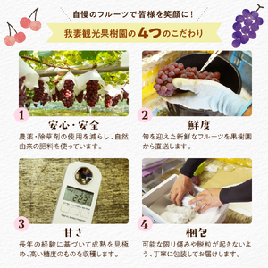 【先行予約】【数量限定】【令和8年産】ぶどう スチューベン ( 種あり ) 2kg ( 5～6房 ) 2026年9月25日～10月31日頃お届け予定