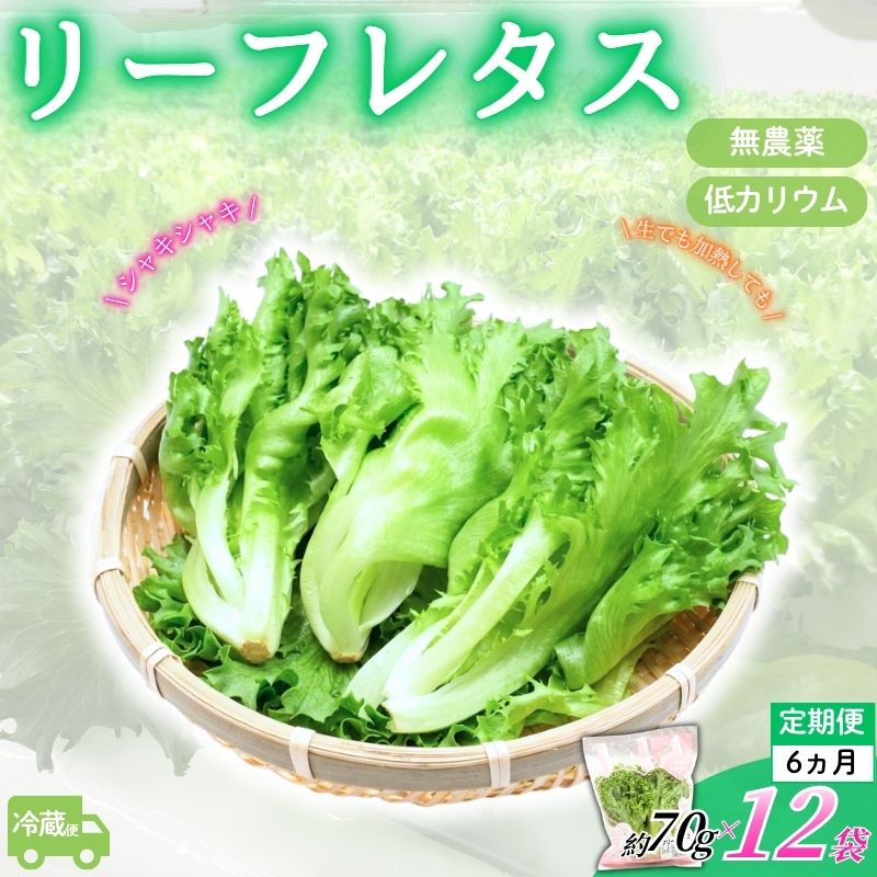 【ふるさと納税】 アノレタス（リーフレタス）新鮮シャキシャキ 栽培期間中無農薬低カリウムレタス 12袋×6ヶ月連続お届けセット 【離島配送不可】