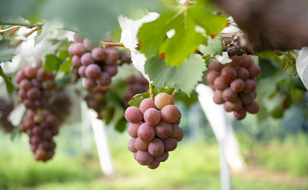 ぶどう 2024年 先行予約 クイーンニーナ 1kg箱（2房） 葡萄 ブドウ 岡山県産 フルーツ 果物