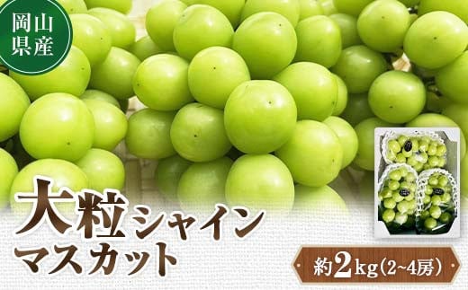 
            【先行予約】2025年10月上旬より発送開始予定 岡山県産 大粒シャインマスカット 約2kg(2～4房) TY0-0332
          