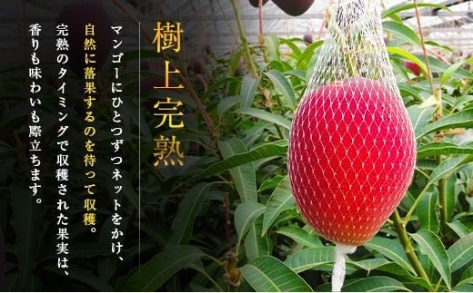 ≪先行予約≫ 宮崎県産 完熟マンゴー「太陽のタマゴ」約2kg 計4～6玉 2026年発送 ブランド 南国 トロピカル フルーツ 果物 くだもの 化粧箱入り 約2kg（2～3玉×2箱）