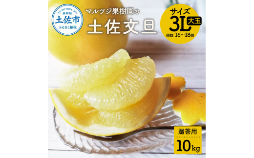 【先行予約受付】文旦 約10kg 大玉 土佐文旦 ぶんたん ブンタン 期間限定 数量限定 3Lサイズ 16～18個 果物 柑橘 フルーツ 高知県産 土佐市産 贈答用 ギフト 美味しい おいしい  高知 マルツジ果樹園の土佐文旦 贈答用