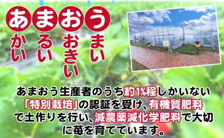 いちご 2027年2月下旬より発送 いちご あまおう スタンダード2パック 約570g