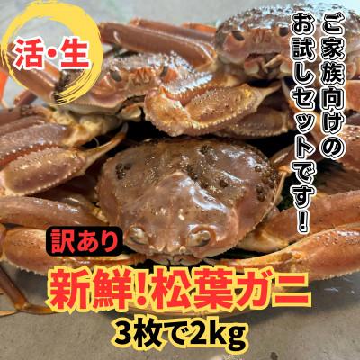 ふるさと納税 岩美町 鳥取網代港【訳あり】活!松葉ガニ2kgセット【さかなや新鮮組】