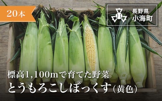 
                  あとくら農園 トウモロコシぼっくす（黄色）20本セット| 野菜 新鮮 旬 トウモロコシ 【 2026年発送 先行予約 】
                