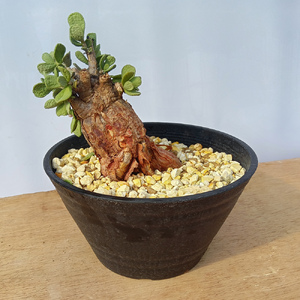 ケラリア・ピグマエア (発根管理済) A016｜観葉植物 コーデックス 盆栽 鉢植え インテリア ハコネコ [0669]