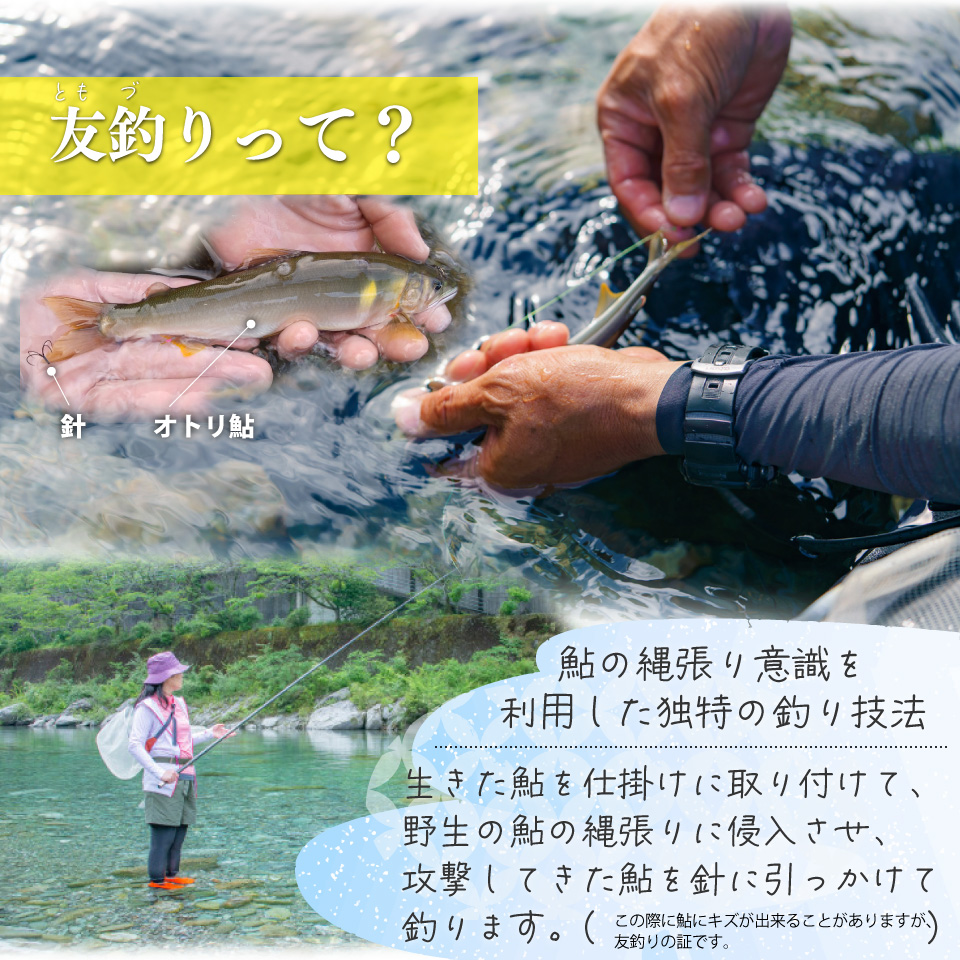 有名料亭も絶賛！鮎屋仁淀川の仁淀ブルー友釣り天然鮎 約1,000g