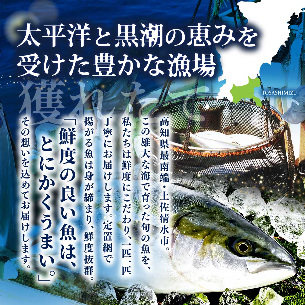 天然ブリ1本（5kg～）下処理なし まるごと直送便【令和8年3月以降発送※着日指定不可】 鮮魚 刺身 たたき ぶりしゃぶ ぶり大根 ぶり 1本 1匹 1尾 天然 ブリ 鰤 冷蔵【R01211】