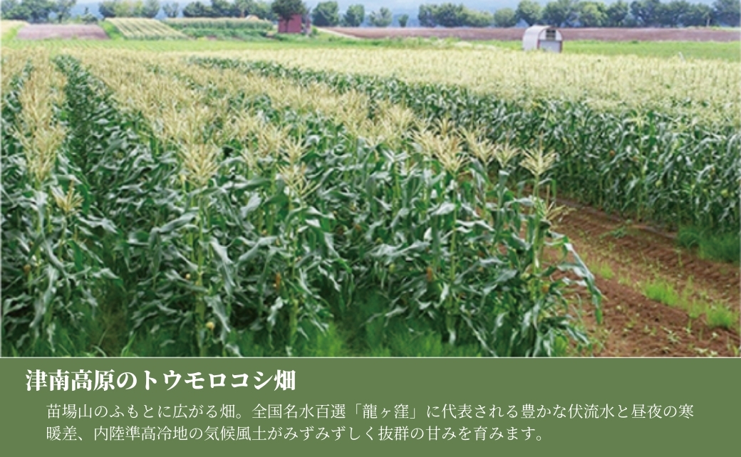 【令和8年産先行予約】朝採り とうもろこし スイートコーン 5kg 約12本|新潟県 津南町 旭商事株式会社 127531-020