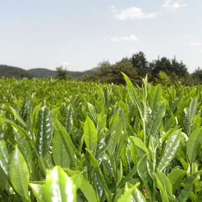 ふるさと納税 大野城市 奥八女星野村 深蒸し高級煎茶(深蒸し茶)100g×1袋 |  | 02