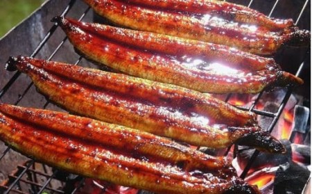 【鰻大好き定期便】四万十うなぎ蒲焼き≪大≫12カ月定期 160gx3本／ うなぎ 鰻 蒲焼 土用の丑の日