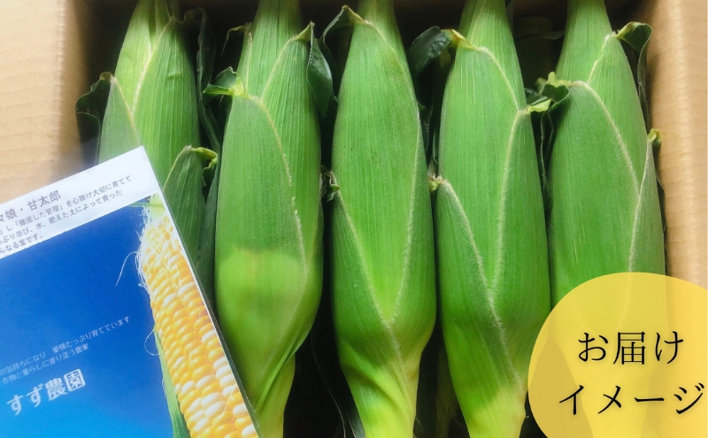 【先行予約】数量限定！リピーター続出！！とうもろこし★甘々娘★  おすすめ コーン トウモロコシ かんかんむすめ 採れたて 新鮮 野菜 健康 ヘルシー 人気 厳選 袋井市 フルーツコーン 静岡県