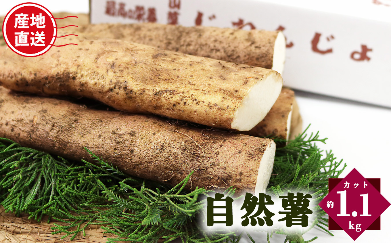 
            自然薯 カット状態 約1.1kg | とろろ 滋養強壮 健康食 御杖村 送料無料 期間限定 奈良県 御杖村 みつえむら
          