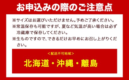 【先行予約】【2月出荷】 和歌山産 ミニトマト アイコトマト 約2kg SまたはMサイズ サイズおまかせ 厳選館 【配送不可地域あり】 《2027年2月上旬-3月中旬頃出荷》 和歌山県 日高川町 トマ