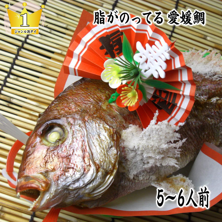 
            [№5309-0077]天然祝鯛　炭火焼　1kgアップ（愛媛活け鯛）
          