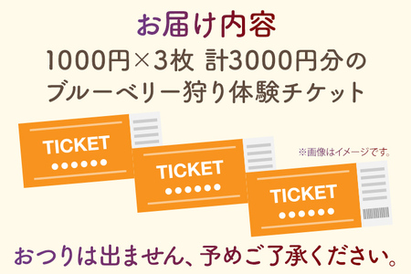 ブルーベリー狩り体験チケット こがブルーベリー園 体験 ブルーベリー狩り フルーツ狩り 食べ放題 ぶるーべりー チケット 古賀市