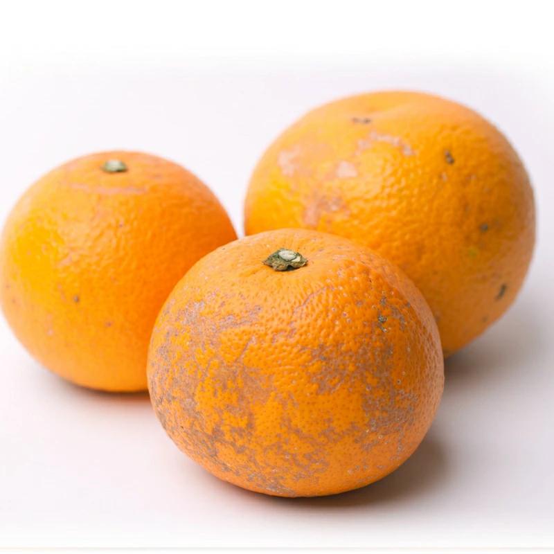 ＜1月より発送＞家庭用 はっさく10kg+300g（傷み補償分）【八朔みかん・ハッサク】【わけあり・訳あり】 【IKE30】