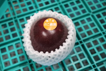 【 6月下旬～8月初旬  】 種子島 さご農園 パッションフルーツ サマークイーン (12個)　NFN039【300pt】