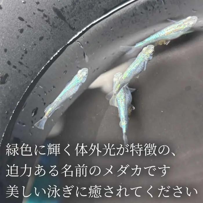 ゴジラ 4匹 めだか メダカ 飼育 生体 観賞魚 魚 ペット おまかせ ミックス おすすめ 水槽 インテリア 生物 鑑賞 熱帯魚 アクアリウム 熱帯 淡水魚 243015