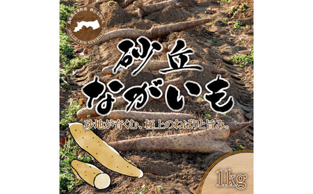 1112.砂丘ながいも1kg