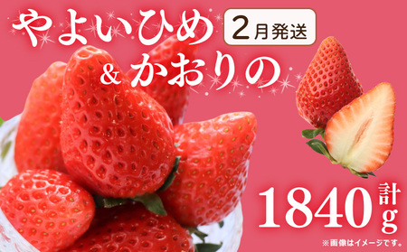 《2月発送》 先行予約 訳あり いちご やよいひめ かおりの 2種 計1840g いちご いちご いちご