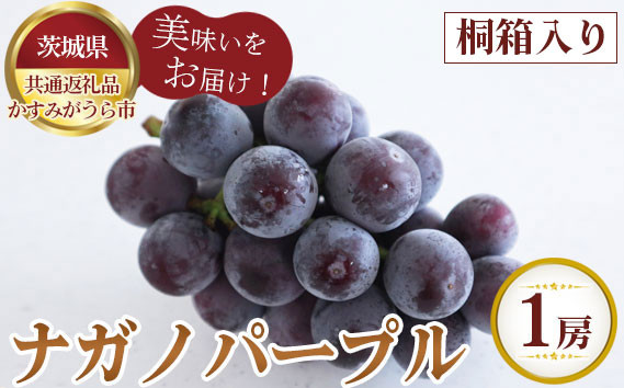 
                  【先行予約】桐箱入りナガノパープル　1房【茨城県共通返礼品 かすみがうら市】 ／ ナガノパープル ぶどう 葡萄 1房 桐箱入り 贈答品 糖度 粒のサイズ 先行予約 数量限定 100セット 冷蔵 冷蔵便 賞味期限3～4日 8月発送 10月発送 No.303
                