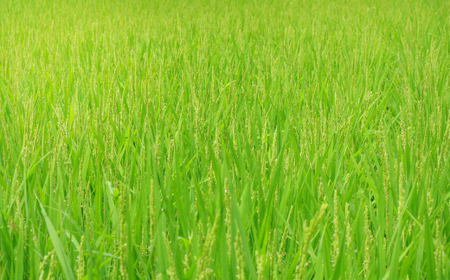 きぬむすめ 10kg【米 白米 ごはん お米 10キロ 2024年産 令和6年産】