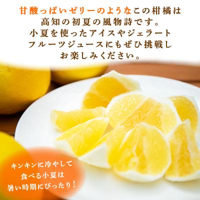 ふるさと納税 室戸市 熟成 露地小夏セット 5kg 高知土佐 柑橘系果物 柑橘類 贈答用にも使えます |  | 01