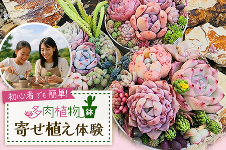 可愛い多肉植物寄せ植え体験鉢
