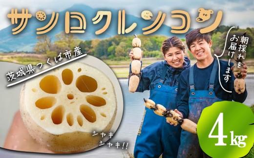 4kg 筑波山の麓で採れたサンロクレンコン 朝採れをすぐに発送 │ レンコン れんこん 蓮根 朝採れ 朝どれ 野菜 新鮮 茨城県産 つくば市