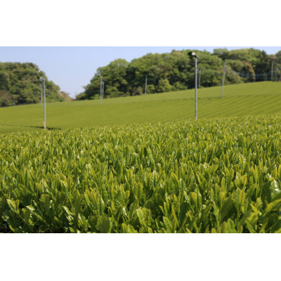 水出し煎茶セット(5g×12パック)×5袋【配送不可地域:離島・沖縄県】【1670593】