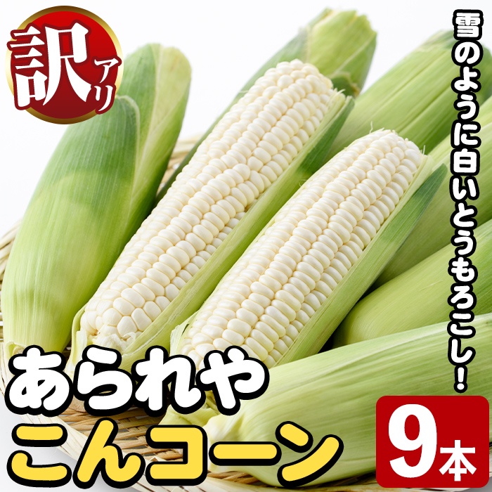 訳あり！白いとうもろこし「あられやこんコーン」(9本) 国産 トウモロコシ 玉蜀黍 ホワイト コーン 野菜 糖度 夏 イネ科 数量限定 期間限定 訳アリ 旬 【うとさんち】akn067-28