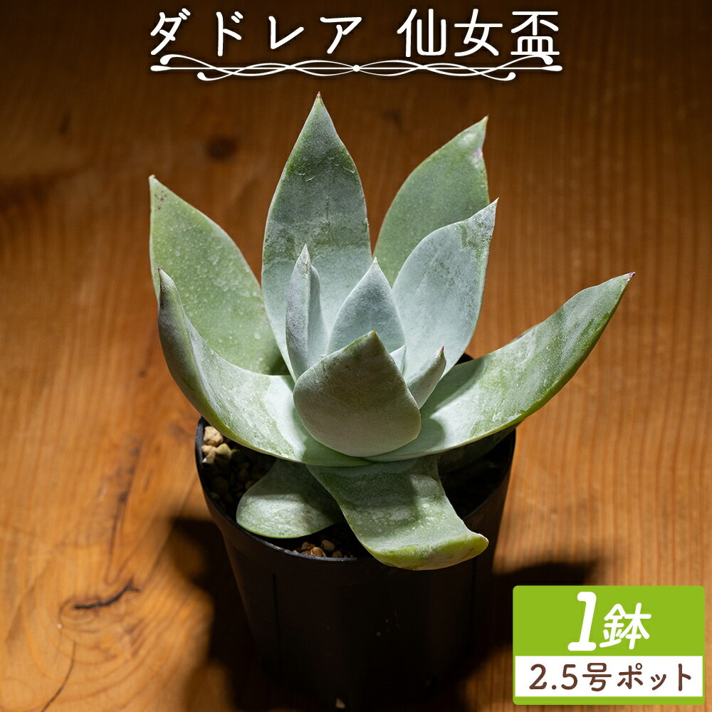 【ふるさと納税】ダドレア 仙女盃 1鉢（2.5号ポット）- 多肉植物 植物 ベンケイソウ科 単頭タイプ ブリトニー インテリア ナチュラル 自然 グリーン 観葉植物 おしゃれ 癒し かわいい Succulent field サキュレントフィールド 高知県 香南市 【常温】cc-0002