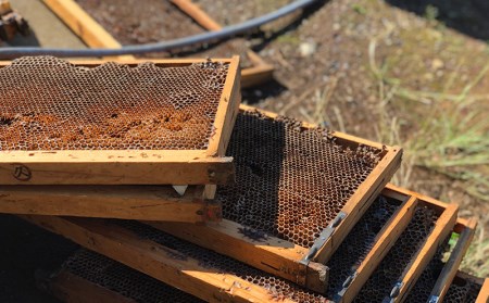 【価格改定予定】はちみつ 蜂蜜 2個 ギフト 贈答用 海と空と富士山のみかんの山より