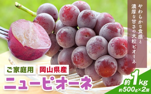 【先行予約】岡山県産 ご家庭用 ニューピオーネ詰合せ 計1kg 株式会社はちや《8月下旬-9月下旬頃出荷》岡山県 浅口市 ぶどう 葡萄 フルーツ ギフト 果物 デザート 国産 送料無料【配送不可地域あり】