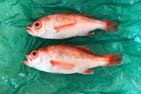 大サイズ！極上のどぐろ（水揚げ次第発送）【のどぐろ あかむつ ノドグロ 2尾 魚 さかな 旬 国産 高級魚 地魚 水揚げ直後 新鮮 冷蔵 ノンフローズン お取り寄せ 季節限定 大田市】