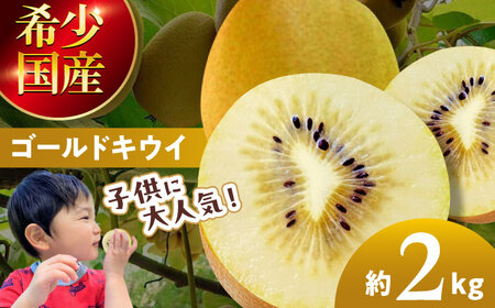 【10月下旬から順次発送】栄養価抜群！黄色に輝くゴールドキウイ2kg（20玉前後）　愛媛県大洲市/工房きこり キウイ ゴールドキウイ ゴールデン イエローキウイ イエロークィーン[AGCV003]