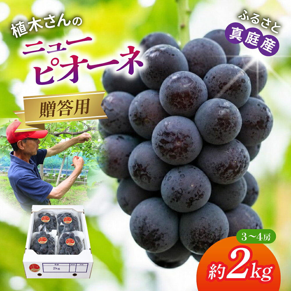 【ふるさと納税】 〈贈答用〉 岡山県産種なしニューピオーネ 約2kg 数量限定 【期間限定 9月～10月末頃より順次発送】 ｜ ピオーネ 果物 フルーツ くだもの 先行予約 ブドウ 葡萄 ぶどう フルーツ 新着 人気 岡山県産ピオーネ 産地直送 数量限定 食品 ぶどう