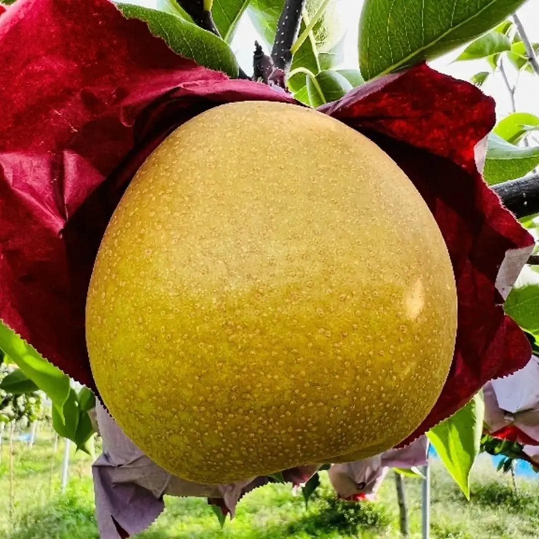 先行予約 和梨 王秋 約5kg 令和8年度 贈答用 新潟県 三条市産 [三条果樹専門家集団]