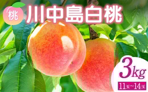 ＜先行予約＞ 福島県産 甘くてジューシー 桃 川中島 白桃 3kg（11玉～14玉） モモ フルーツ 果物 福島県 鏡石町 F6Q-142