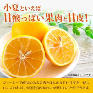 メリーガーデンの小夏　ワケありご家庭用　5kg