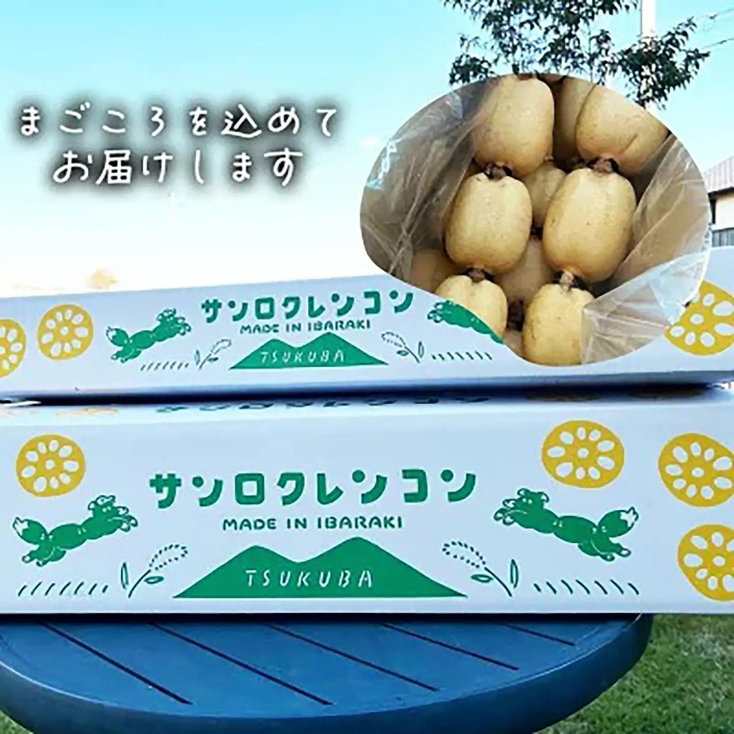れんこん 朝採れ 2kg れんこん