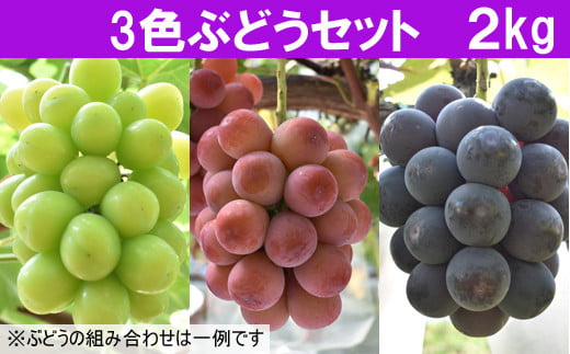 
            【先行受付】 3色ぶどうセット 2kg 【3～4房 ピオーネ 巨峰 クインニーナ 安芸クイーン シャインマスカット 瀬戸ジャイアンツ ランダム お任せ 先行 予約 フルーツ 島根県 安来市】
          