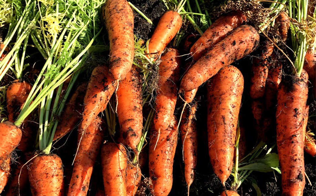 完熟冬にんじんジュース